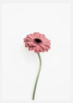 Pink Gerbera Canvastavla (30x40 cm)