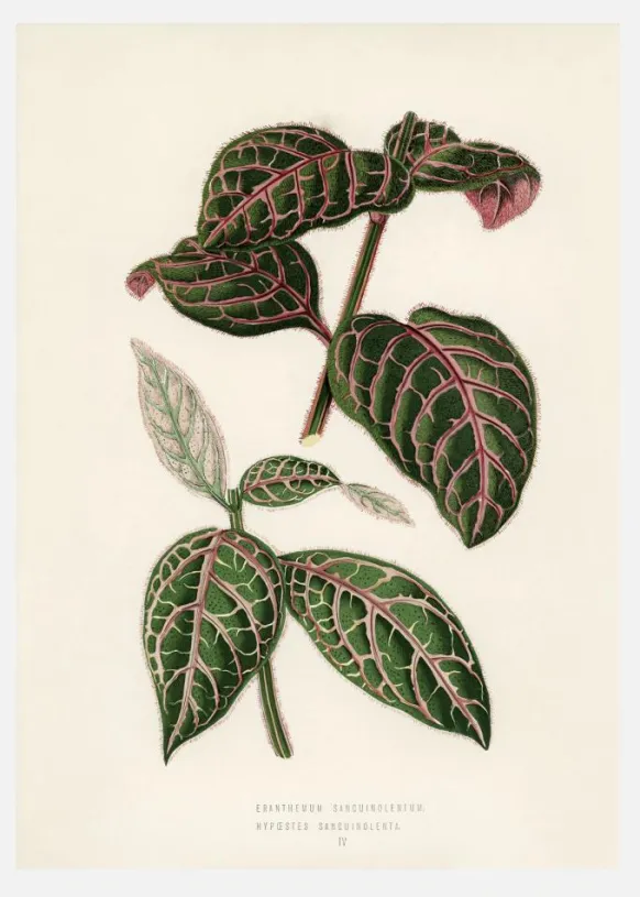 Plectranthus Scutellarioides Canvastavla (30x40 cm)