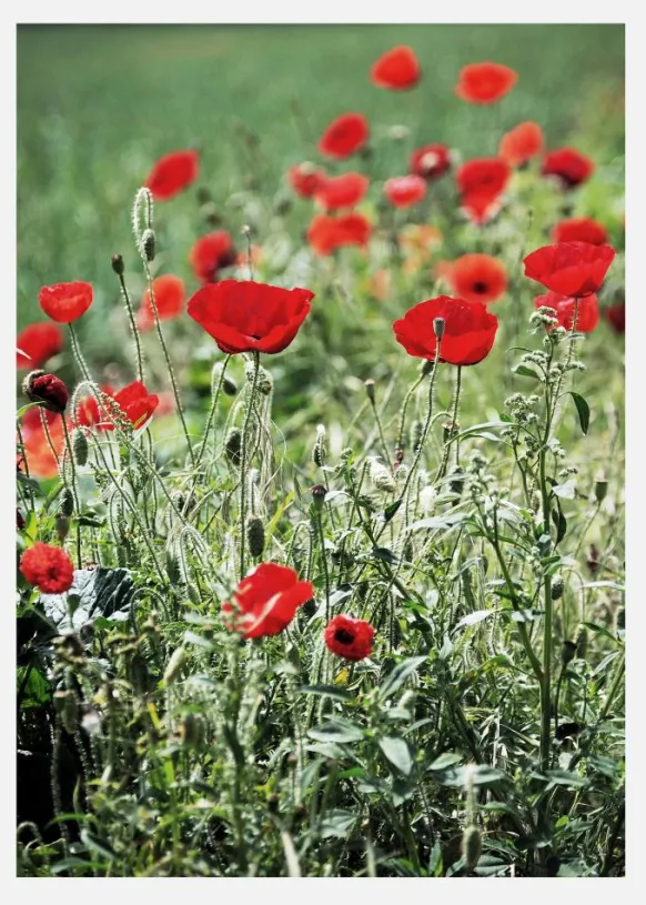 Poppy Fields Canvastavla (30x40 cm)