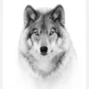 Portrait Of A Timber Wolf Canvastavla (30x40 cm)