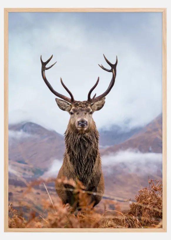 Red deer in the mountains Poster (21x29.7 cm (A4))