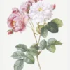 Rosa Damascena Canvastavla (30x40 cm)
