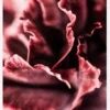 Rose Petals Canvastavla (30x40 cm)