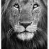 Royal Lion Portrait Canvastavla (30x40 cm)