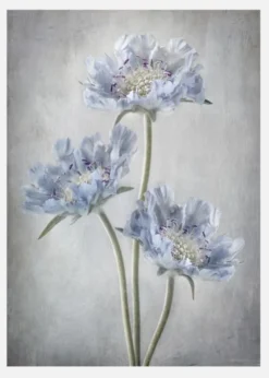 Scabiosa Canvastavla (30x40 cm)