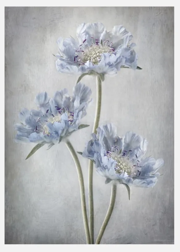 Scabiosa Canvastavla (30x40 cm)