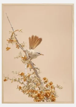 Scrub Warbler Poster (21x29.7 cm (A4))