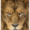 Serious Lion Canvastavla (30x40 cm)