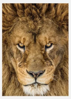 Serious Lion Canvastavla (30x40 cm)