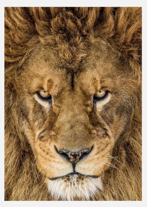Serious Lion Canvastavla (30x40 cm)
