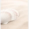 Shell Canvastavla (30x40 cm)