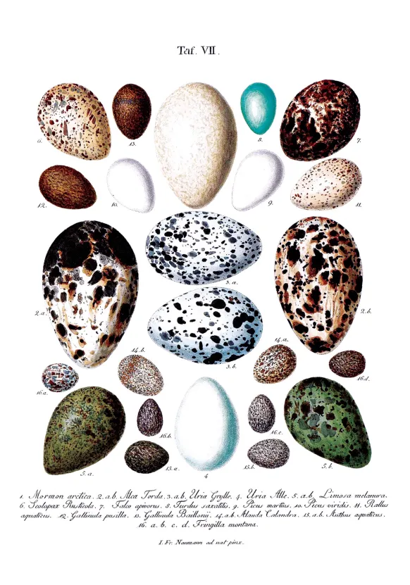 Skolfågelägg Poster (21x29.7 cm (A4))
