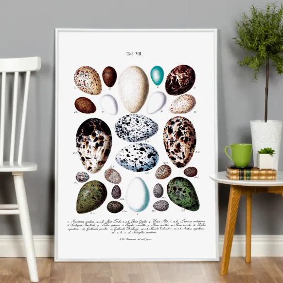 Skolfågelägg Poster (21x29.7 cm (A4))