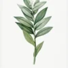 Smilacina Stellata Canvastavla (30x40 cm)