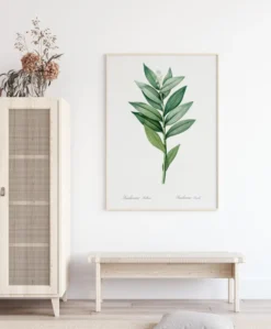 Smilacina Stellata Poster (21x29.7 cm (A4))