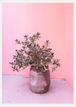 Spanish Rustic Succulent Canvastavla (30x40 cm)