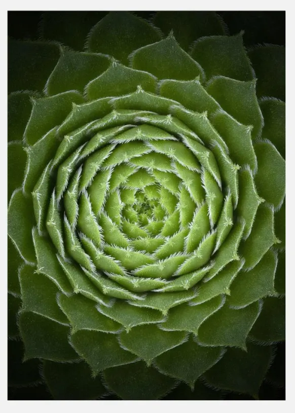 Succulent Canvastavla (30x40 cm)