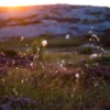 Summer evening on the rocks Poster (21x29.7 cm (A4))