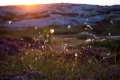 Summer evening on the rocks Poster (21x29.7 cm (A4))
