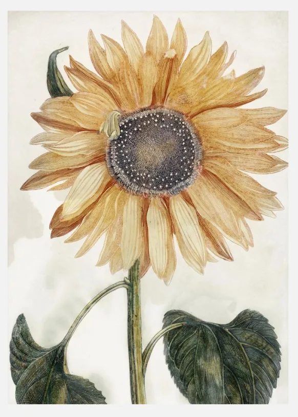 Sunflower Art Canvastavla (30x40 cm)