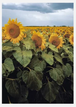 Sunflowers Canvastavla (30x40 cm)