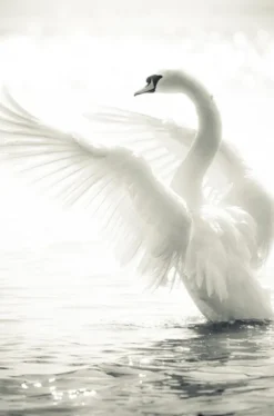 Swan Poster (21x29.7 cm (A4))