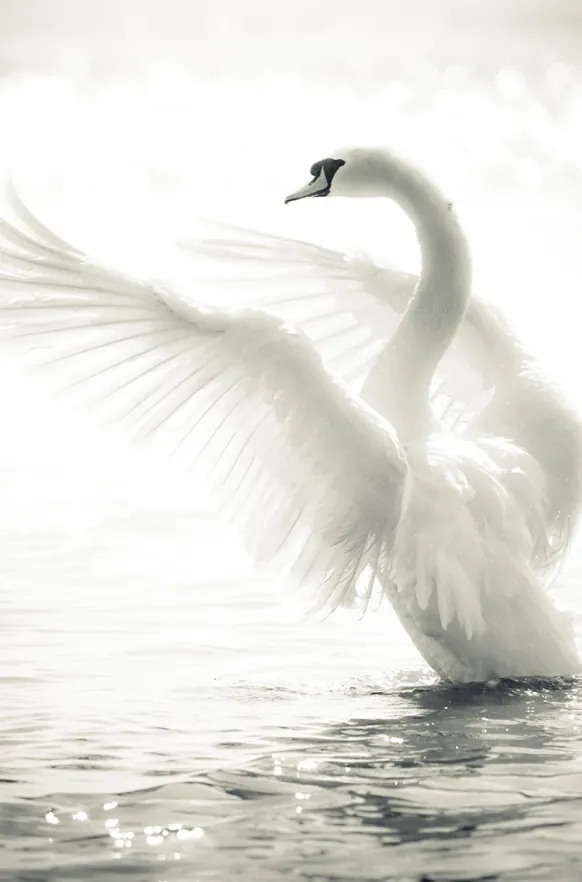 Swan Poster (21x29.7 cm (A4))
