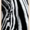 The look of nature Poster (21x29.7 cm (A4))