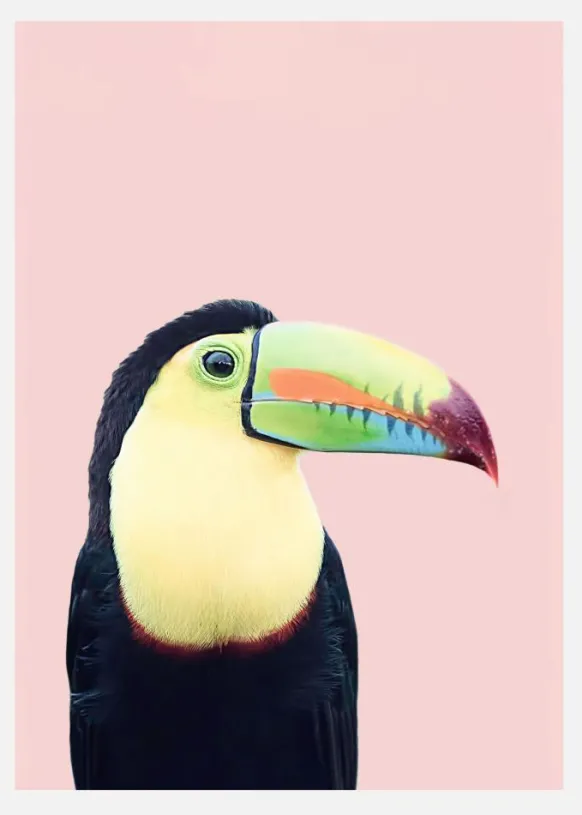 Toucan On Pink Canvastavla (30x40 cm)