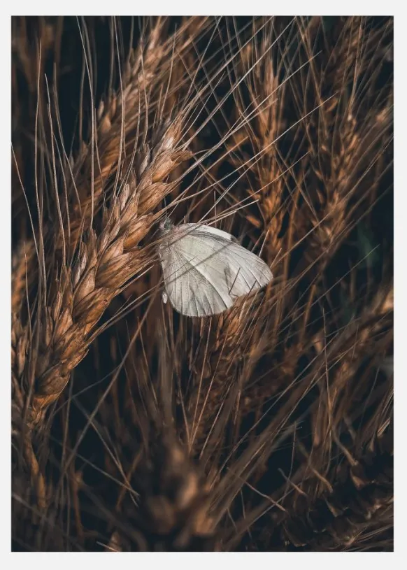 White Butterfly Canvastavla (30x40 cm)