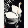 White Chinese Geese Swimming By Reeds Canvastavla (30x40 cm)