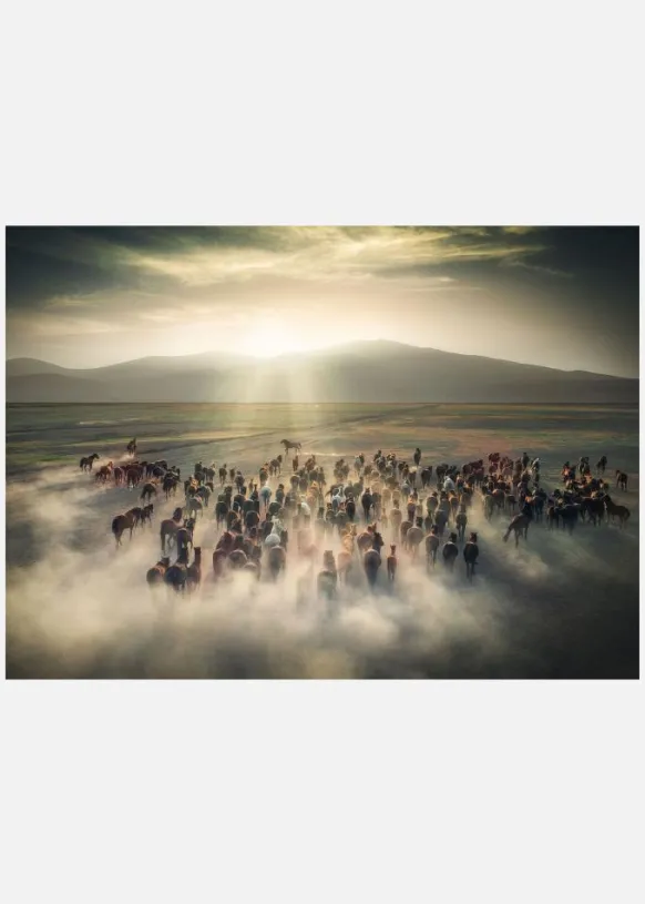 Wild Horses Canvastavla (30x40 cm)