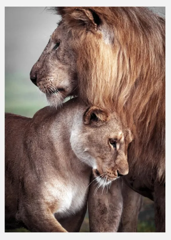 Wild Lion Love Canvastavla (30x40 cm)